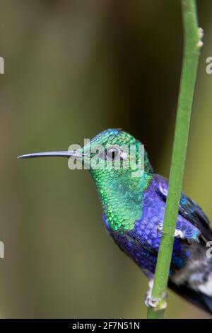 Maschio coronato Woodnymph (Thalurania colombica) su ramo, Alambi Cloudforest, Ecuador Foto Stock