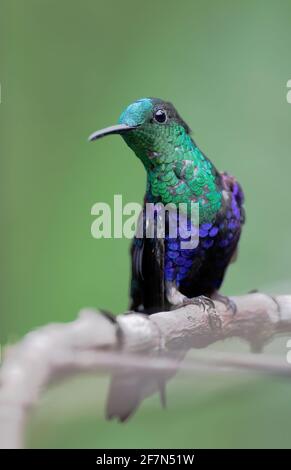 Maschio coronato Woodnymph (Thalurania colombica) su ramo, Alambi Cloudforest, Ecuador Foto Stock