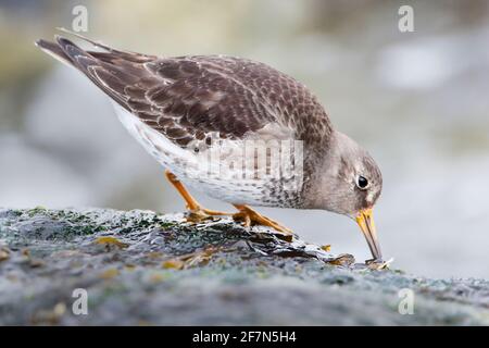 Porpora Sandpiper (Calidris maritima) sul rock a Barnegat Jetty, New Jersey Foto Stock