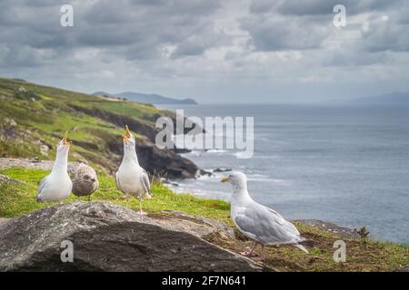Seagull seduto su rocce e cantare con le querce aperte che puntano verso l'alto, bella costa della Wild Atlantic Way in background, Dingle, Kerry, Irlanda Foto Stock