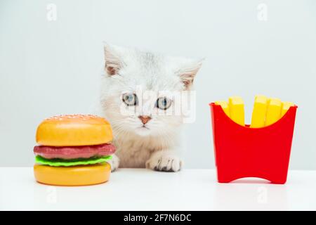 Il gattino bianco britannico guarda patatine fritte e un hamburger. Alimenti di plastica giocattolo. Sfondo chiaro, spazio di copia. Foto Stock