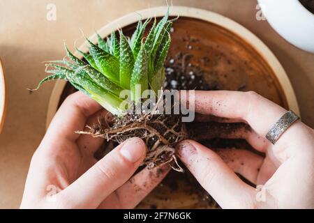 Trapiantando piante di casa, hobby relativo domestico. Mani umane che tengono una succulenta, vista dall'alto, sano attività indoor Foto Stock