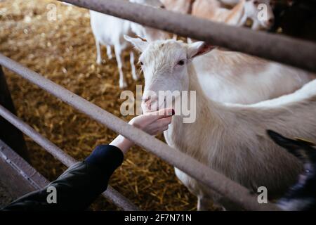 Gregge di pecore in una stalla aperta nella fattoria. Foto Stock