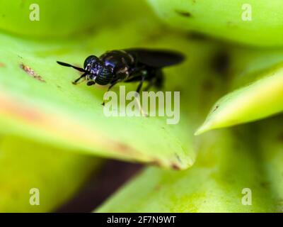 Macro fotografia di un soldato nero volare in piedi su una foglia di pianta succulente, catturato in un giardino vicino alla città coloniale di Villa de Leyva, Colombia. Foto Stock