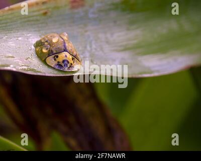 Macrofotografia di una tartaruga coperta di gocce di pioggia, seduta su una foglia di giglio, catturata in un giardino vicino alla Villa de Leyva, Colombia. Foto Stock