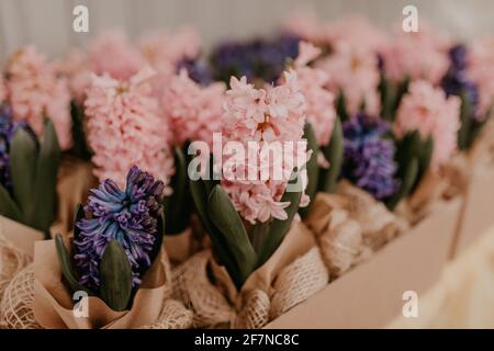 Fiori di primavera viola viola viola rosa multicolore in pentole di carta artigianale sul tavolo in confezione regalo. Sorpresa presente per le vacanze l'8 marzo internazionale Foto Stock