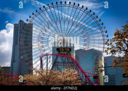 Fioritura dei ciliegi sotto l'orologio Cosmo 21 nel quartiere centrale di Yokohama, Giappone. Foto Stock