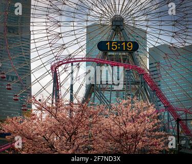 Fioritura dei ciliegi sotto l'orologio Cosmo 21 nel quartiere centrale di Yokohama, Giappone. Foto Stock