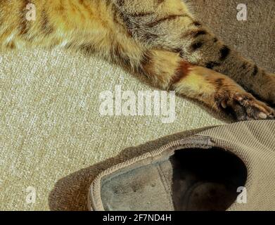 Immagine astratta di un gatto sdraiato al sole con la sua zampa su alcune vecchie pantofole Foto Stock