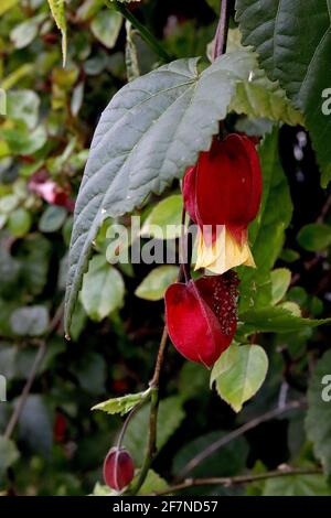 Abutilon megapotamicum trailing abutilon fiori rossi a forma di lanterna con petali gialli, aprile, Inghilterra, Regno Unito Foto Stock