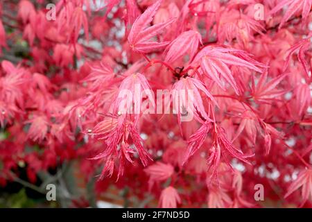 Acer palmatum ‘Beni-maiko’ acero giapponese Beni-maiko – piccole foglie rosso brillante seghettate a cinque lobi, aprile, Inghilterra, Regno Unito Foto Stock