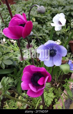 Anemone coronaria ‘Harmony Series’ Blu, Orchidea e Bianco de Caen gruppo Poppy anemone – fiori blu, rosa scuro e bianco con corona di stami, aprile Foto Stock