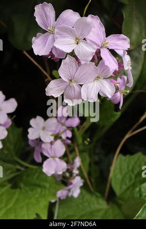 Lunaria rediva onestà perenne – foglie rosa pallido con vene violacee e grandi foglie ovali appuntite, aprile, Inghilterra, Regno Unito Foto Stock