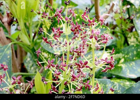 Aucuba japonica ‘Crotonifolia’ alloro giapponese Crotonifolia – piccoli fiori viola profondi e verde scuro fortemente punteggiato giallo, aprile, Inghilterra, Regno Unito Foto Stock