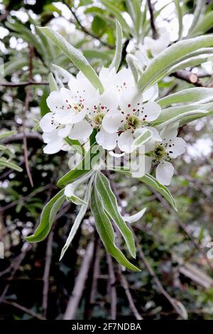 Pyrus salicifolia pendula pera di lievito / pera piangente – fiori bianchi a forma di tazza con foglie verdi lunghe e fresche con bordi bianchi, aprile, Inghilterra, Foto Stock