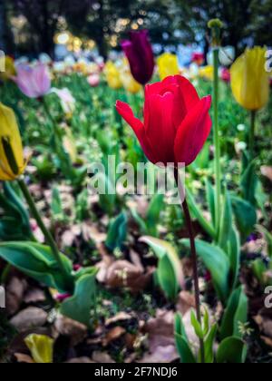 Tramonto e tulipani in un giardino a Tokyo, Giappone. Foto Stock