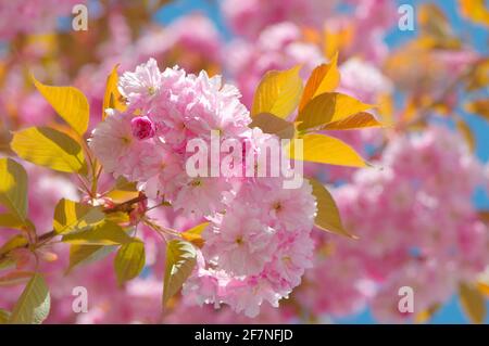 Fiori di ciliegio rosa doppi (Prunus) Foto Stock