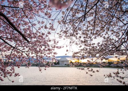 I ciliegi scoppiano con i fiori nella luce del mattino presto intorno al bacino di Tidal sul National Mall a Washington, D.C. il Jefferson Memorial può essere s. Foto Stock