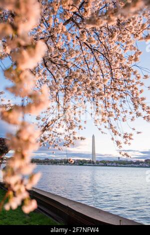Splendidi fiori di ciliegio rosa riempiono gli alberi di Washington, D.C. il Washington Monument sorge sullo sfondo Foto Stock