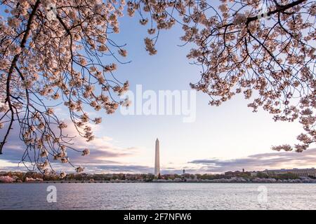 Splendidi fiori di ciliegio rosa riempiono gli alberi di Washington, D.C. il Washington Monument sorge sullo sfondo Foto Stock