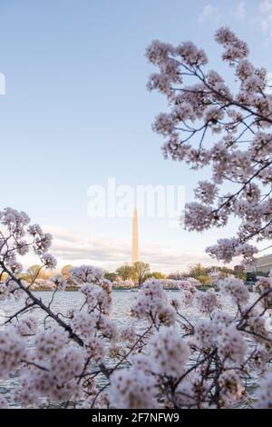 Splendidi fiori di ciliegio rosa riempiono gli alberi di Washington, D.C. il Washington Monument sorge sullo sfondo Foto Stock