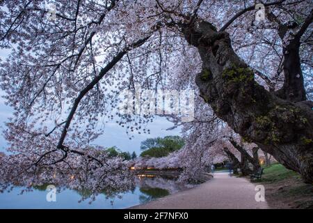 Rami di ciliegio pesanti con fiori rosa che soffocano sul bacino maremico di Washington, D.C. nelle prime ore del mattino. Foto Stock
