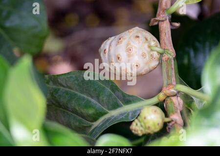 Noni frutta con foglie verdi. Grande morinda, mulatto indiano, Morinda citrifolia Foto Stock