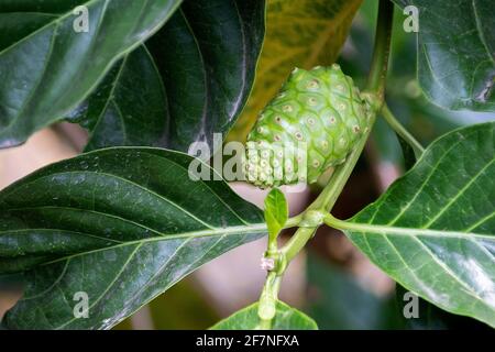 Crude di frutta Noni con foglie verdi. Grande morinda, mulatto indiano, Morinda citrifolia Foto Stock