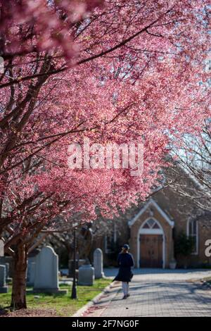 Una donna cammina sotto un albero di ciliegio rosa in fiore al Congressional Cemetery di Washington, D.C. Foto Stock