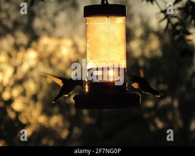 Due colibrì che si nutrono all'alimentatore al crepuscolo Foto Stock