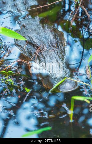 Alligatore americano (Alligator missispiensis), sommerso, Isola di Sanibel, J.N. Ding Darling National Wildlife Refuge, Florida, USA Foto Stock