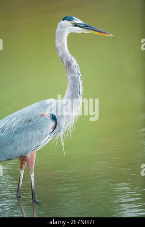 Grande airone blu (Ardea herodias) alla ricerca di cibo, Sanibel Island, J.N. Ding Darling National Wildlife Refuge, Florida, USA Foto Stock