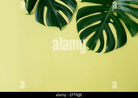 Piatto con due foglie verde palma di Monstera su sfondo verde chiaro. Concetto di stagione in spiaggia, concetto di ambiente ecologico. Clima tropicale, pianta domestica crescere Foto Stock