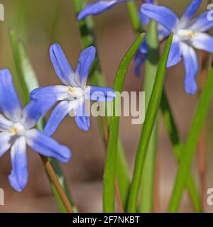 Giacinti di stelle in fiore, Chionodoxa, in primavera Foto Stock