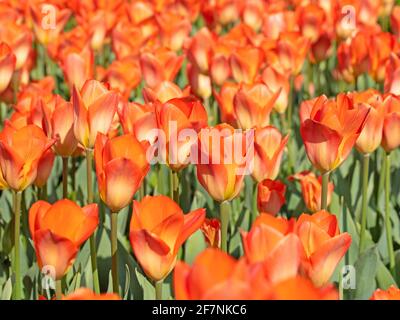 Tulipani arancioni in primavera Foto Stock
