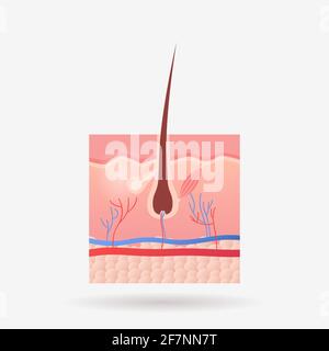 icona follicolo dei capelli umano interno organo anatomia biologia sanità medico concept sistema di carrozzeria piatto Illustrazione Vettoriale