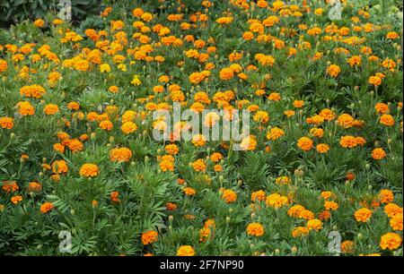 Bellissimi fiori di color arancio su un letto di fiori nel giardino Foto Stock