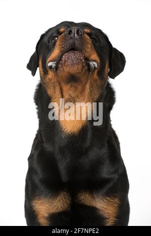 Rottweiler cane isolato su sfondo bianco Foto Stock