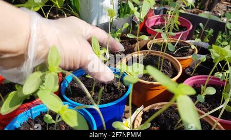 La mano guanto di una donna controlla giovani piantine prima di trapiantare nel terreno, il lavoro di un agricoltore o agronomo, fioraio, coltivatore di ortaggi. Foto Stock