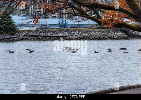 Flock of canada Goose che vola sul fiume nel parco pubblico Foto Stock