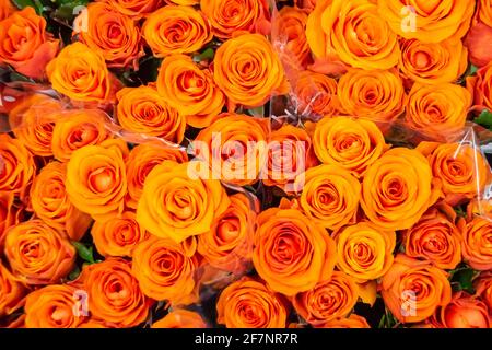 Bellissimi petali di rosa. Rose arancioni. Bouquet luminoso di rose Foto Stock