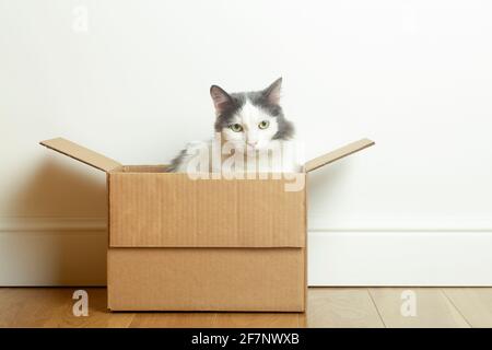 Cat in una scatola. Un gatto divertente si siede in una scatola di carta di cartone contro lo sfondo di una parete bianca vuota. Foto di alta qualità Foto Stock