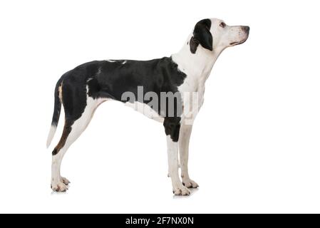 Cane di razza grande croce isolato su bianco Foto Stock