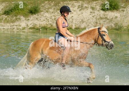 Cavalcare il cavallo Haflinger in acqua Foto Stock