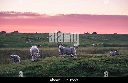 Partita di agnelli pascoli nel prato di notte estiva in Lofoten, Norvegia Foto Stock
