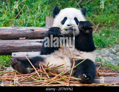 Giovane orso panda mangiare bambù Foto Stock