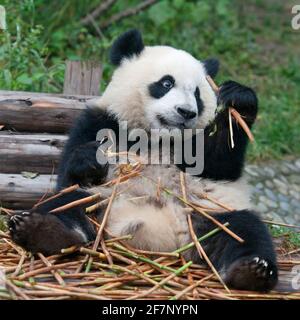 Giovane orso panda mangiare bambù Foto Stock