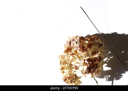 Grafica Mockup con Hydrangea Fiore secco su foglio di carta bianca sfondo. Modello di progetto minimo con spazio di copia. Foto Stock