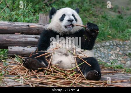 Giovane orso panda mangiare bambù Foto Stock