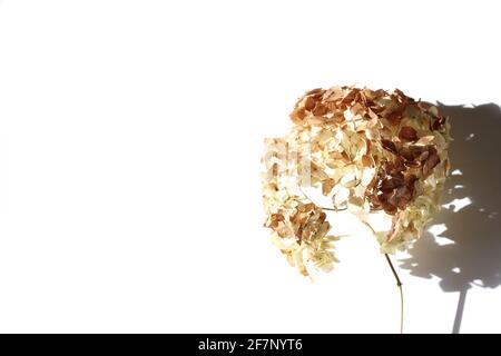 Disegno astratto Mockup con Hidrangea Fiore secco su sfondo bianco. Modello di progetto minimo con spazio di copia. Foto Stock